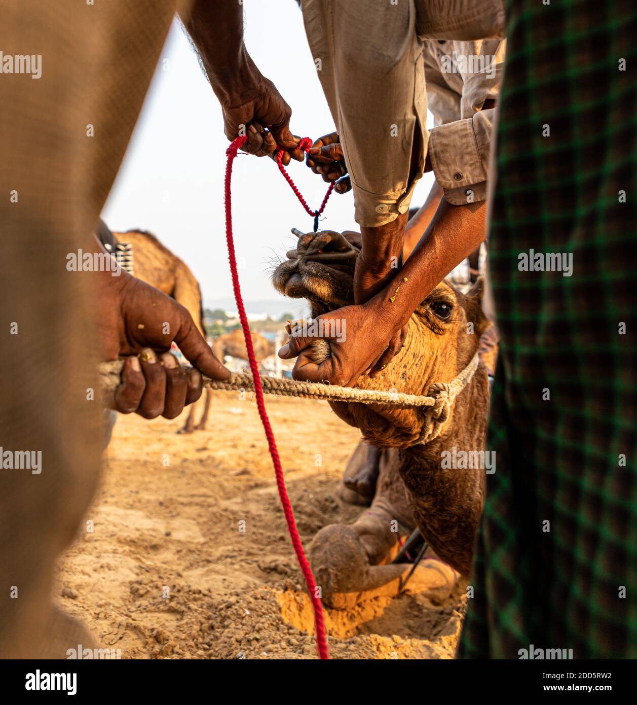 i camaleatori che fanno piercing al naso del loro cammello. Foto Stock