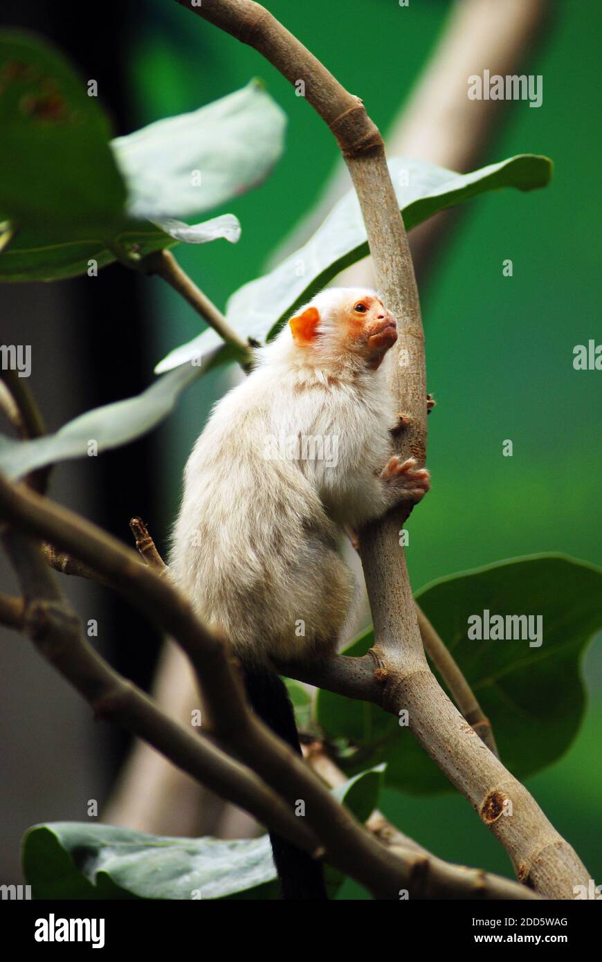 Il marmoset argentoso (Mico argentatus) è una scimmia del nuovo mondo che vive nella foresta pluviale amazzonica orientale in Brasile. Notevoli sono le sue orecchie color carne. Foto Stock