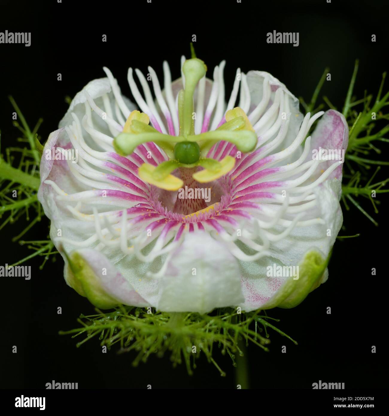 Primo piano vista angolo laterale in Macro di un battito in testa fiore di passione Foto Stock