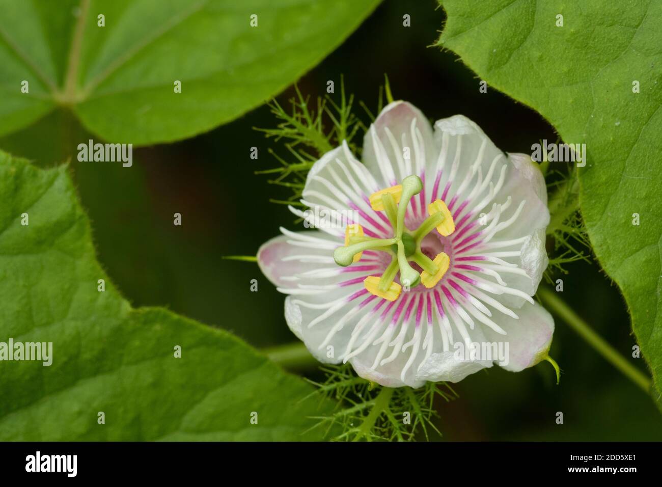 Primo piano vista angolo laterale in Macro di un battito in testa fiore di passione Foto Stock
