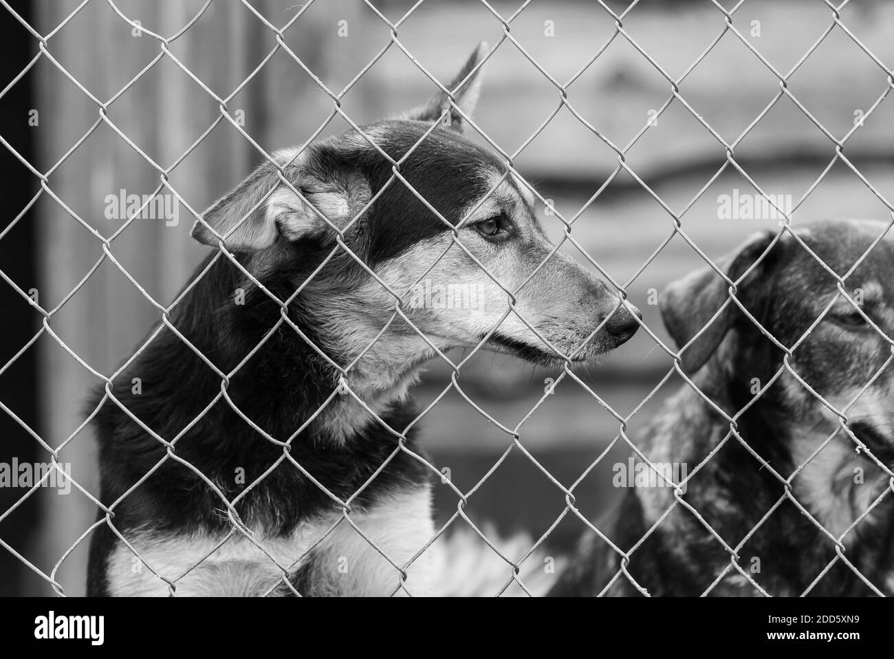 Foto in bianco e nero di cani al rifugio per cani senza dimora. Cani abbandonati. BW Foto Stock