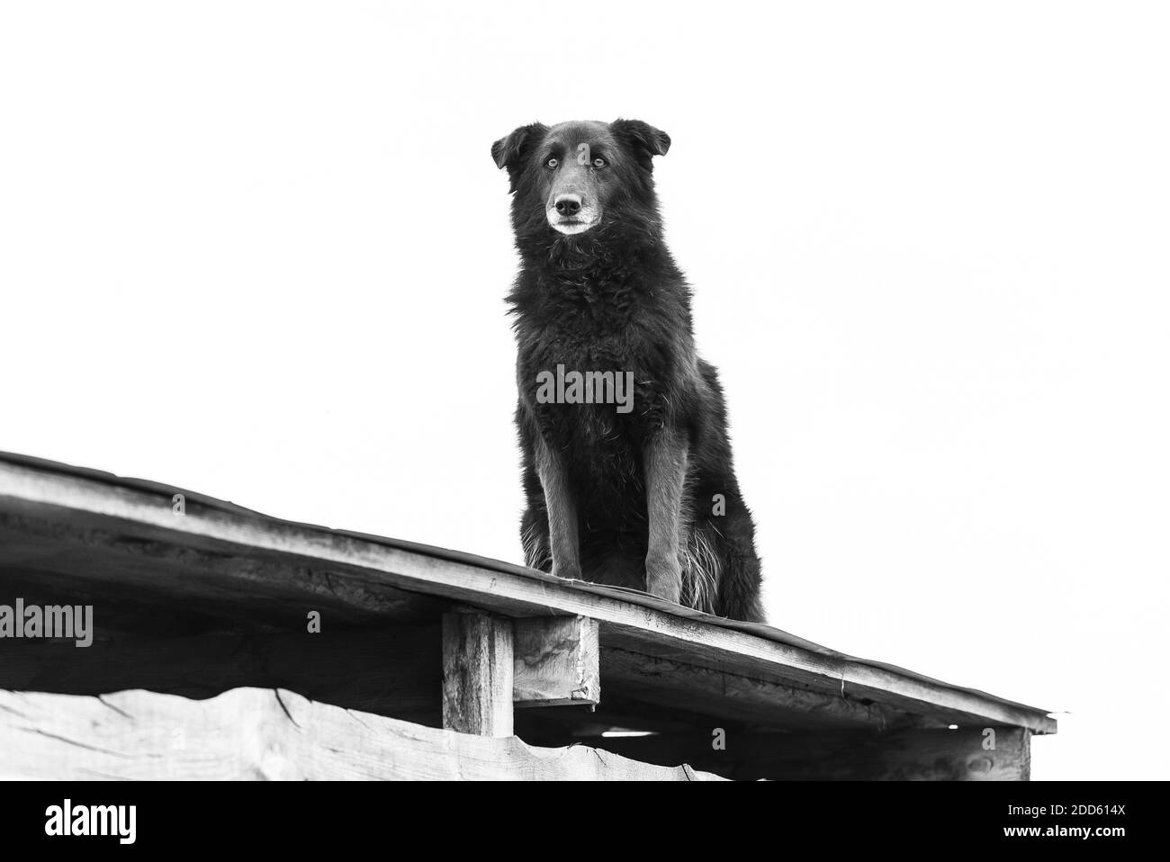 Foto in bianco e nero di cane senza casa in un rifugio per cani. BW Foto Stock