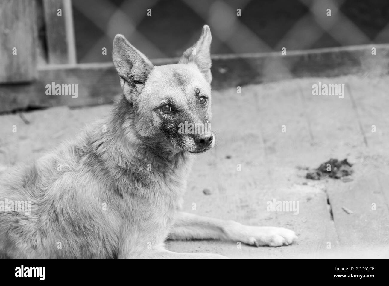 Foto in bianco e nero di cane senza casa in un rifugio per cani. BW Foto Stock