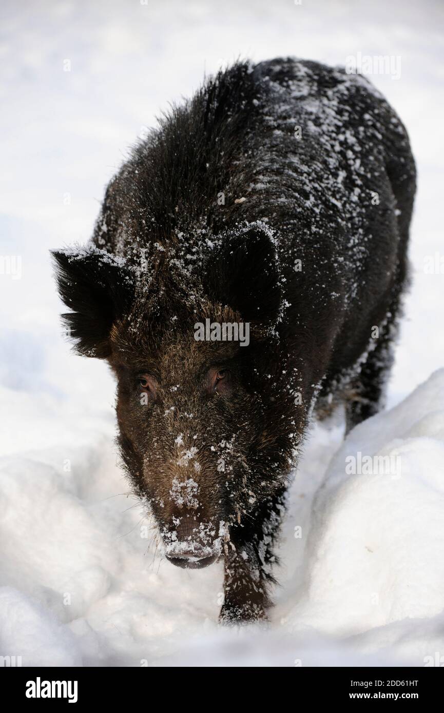 Cinghiale maschile nella neve Foto Stock