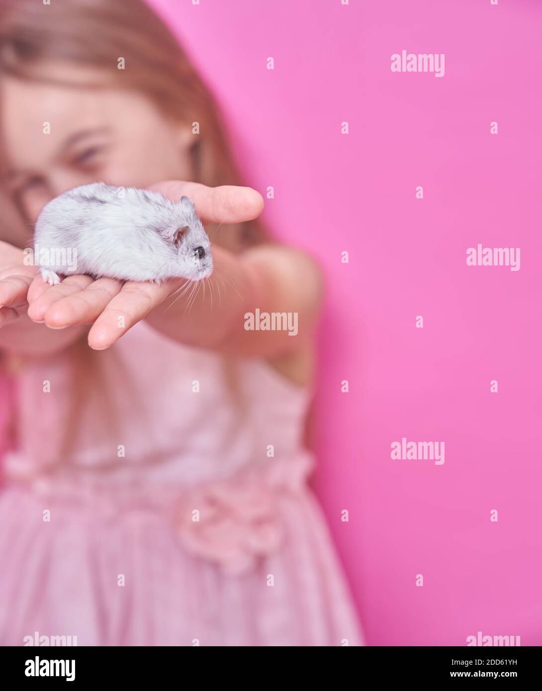 Una bella ragazza in un vestito rosa morbido tiene un Criceto Dzungariano in mano e sorride su un rosa sfondo Foto Stock