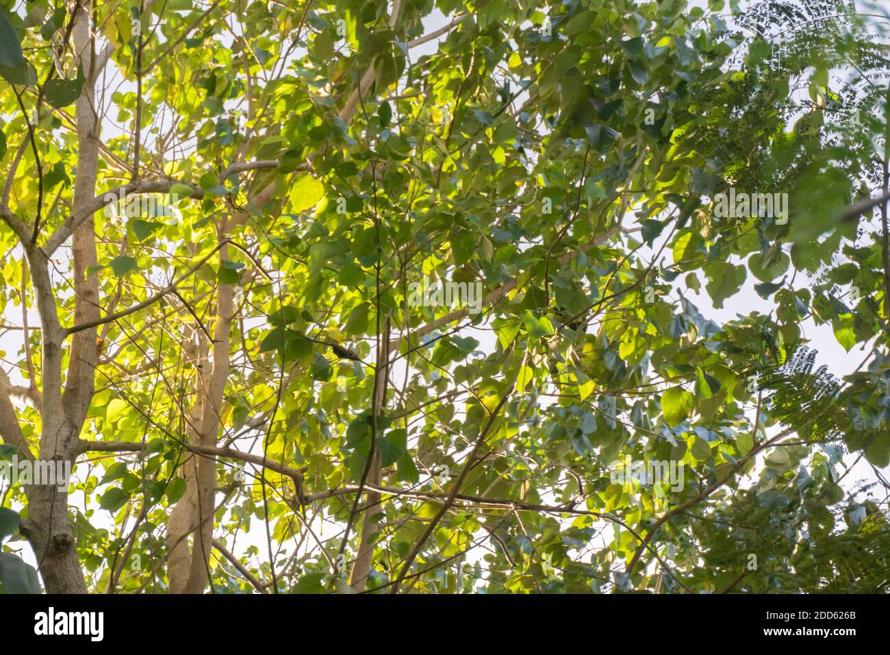 Verde fogliame alla luce del sole. Foto di alta qualità Foto Stock