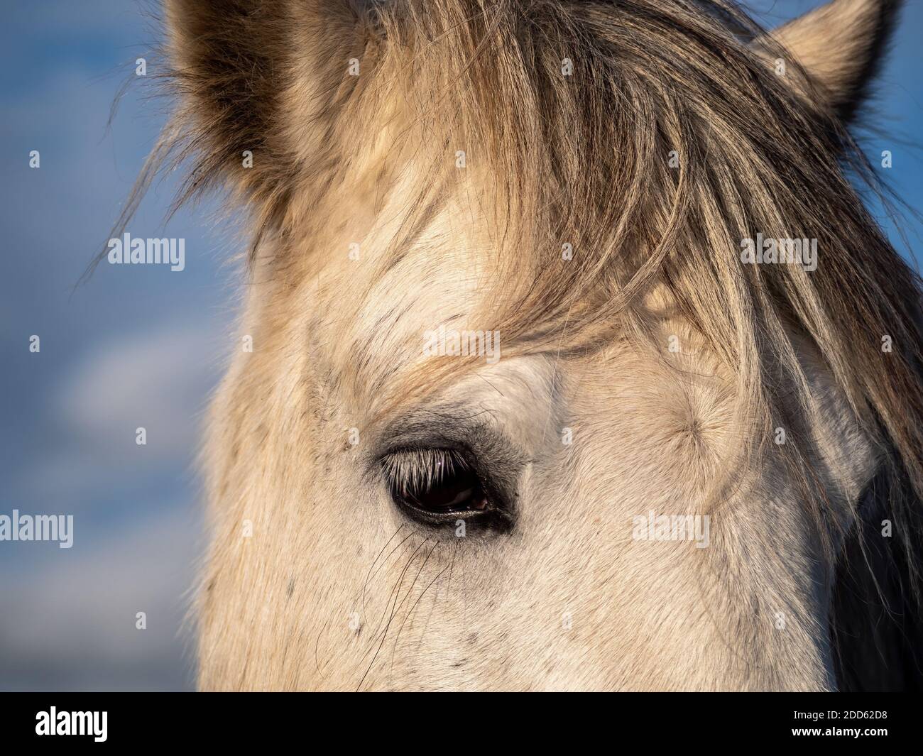 Triste cavallo bianco, occhio dettaglio. Animale semi-selvatico. Foto Stock