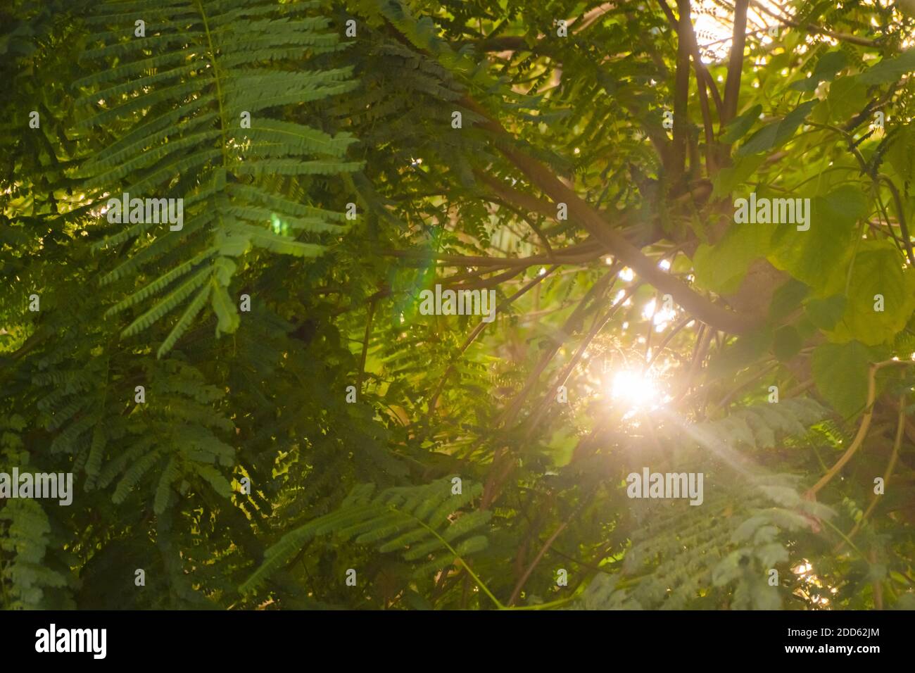 Verde fogliame alla luce del sole. Foto di alta qualità Foto Stock