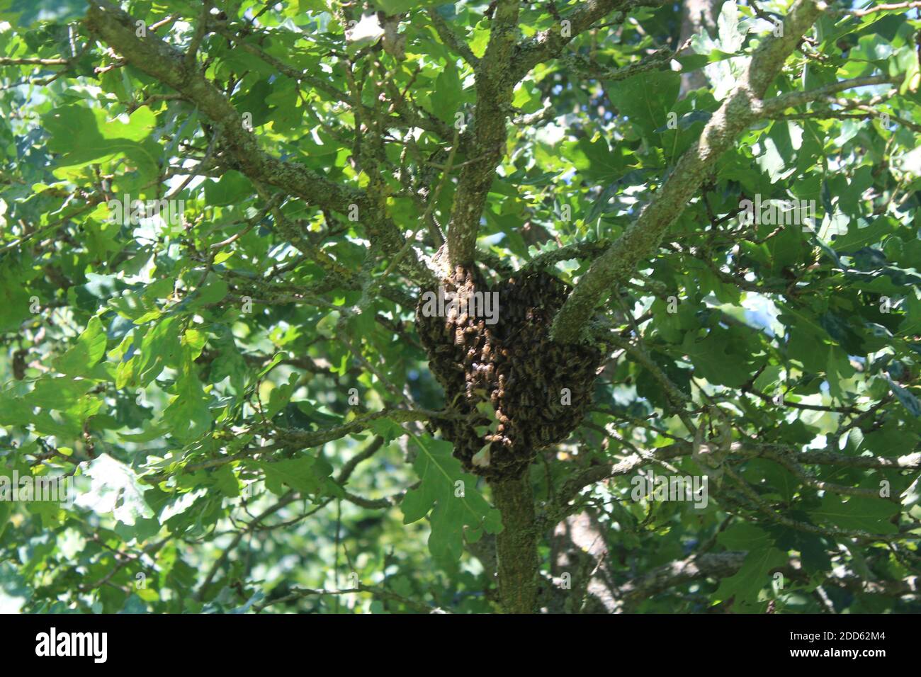 barba di api selvatiche in un albero Foto Stock