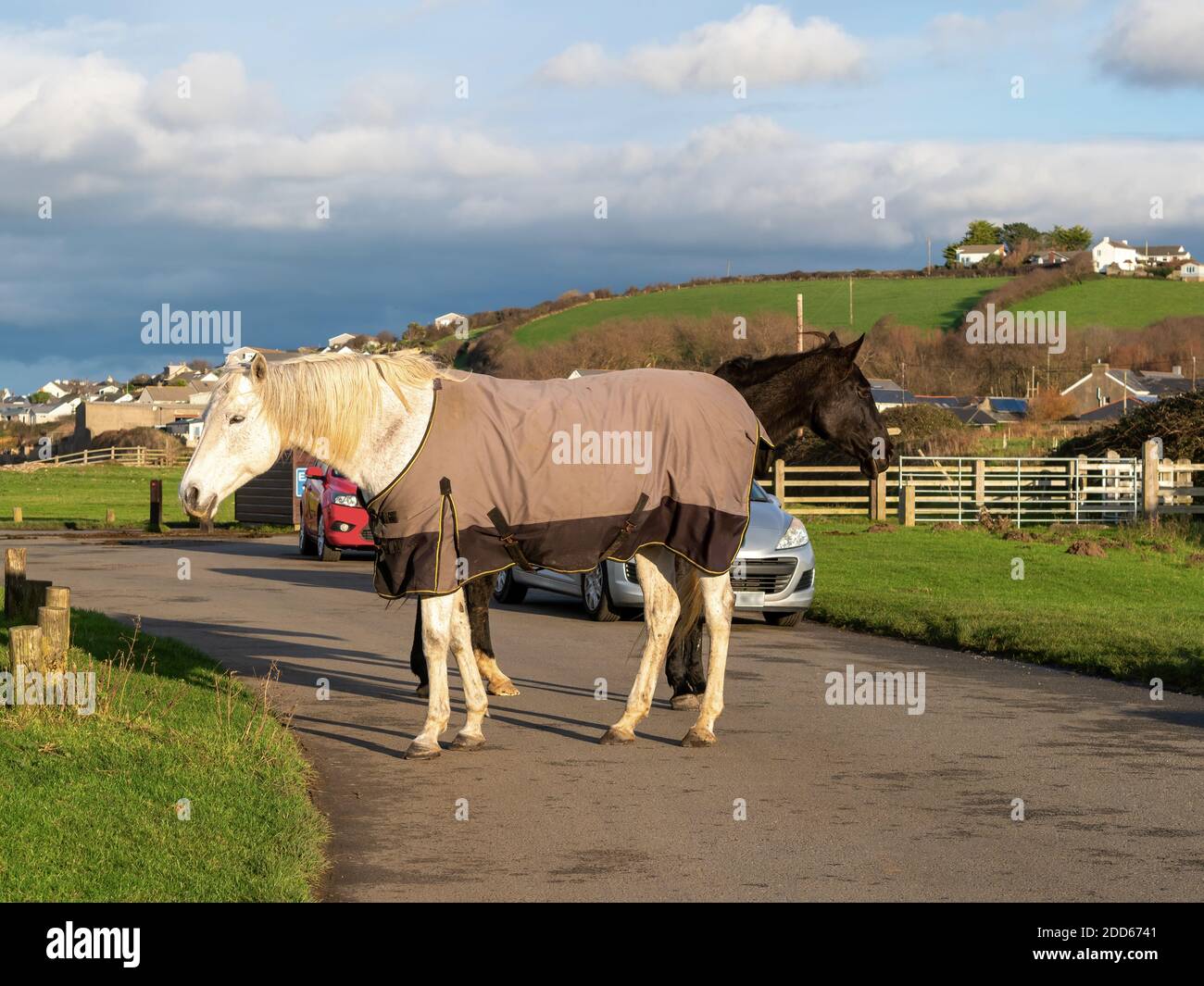 NORTHAM BURROWS, NORTH DEVON, UK - 23 NOVEMBRE 2020: Due cavalli bloccano la strada. Foto Stock