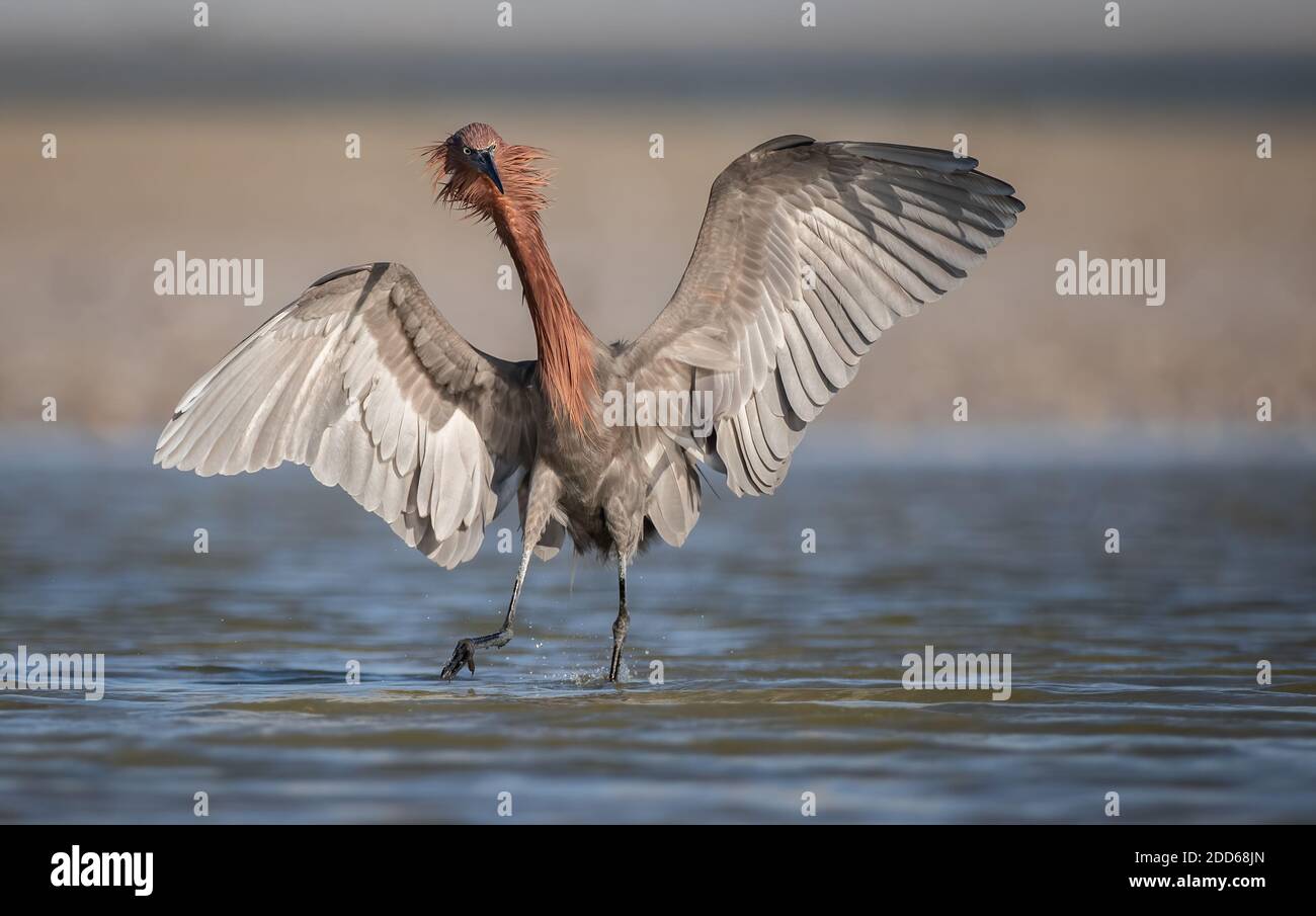 Un gret rossastro sulla spiaggia in Florida Foto Stock Un gret rossastro sulla spiaggia in Florida Foto Stock