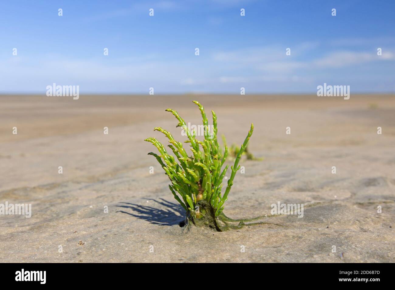 Comune glasswort (Salicornia europaea / Salicornia brachystachya), alofita annuale di piante da fioriture di dicot che crescono su fanghflat / fango flat Foto Stock