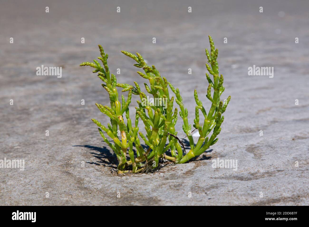 Comune glasswort (Salicornia europaea / Salicornia brachystachya), alofita annuale di piante da fioriture di dicot che crescono su fanghflat / fango flat Foto Stock