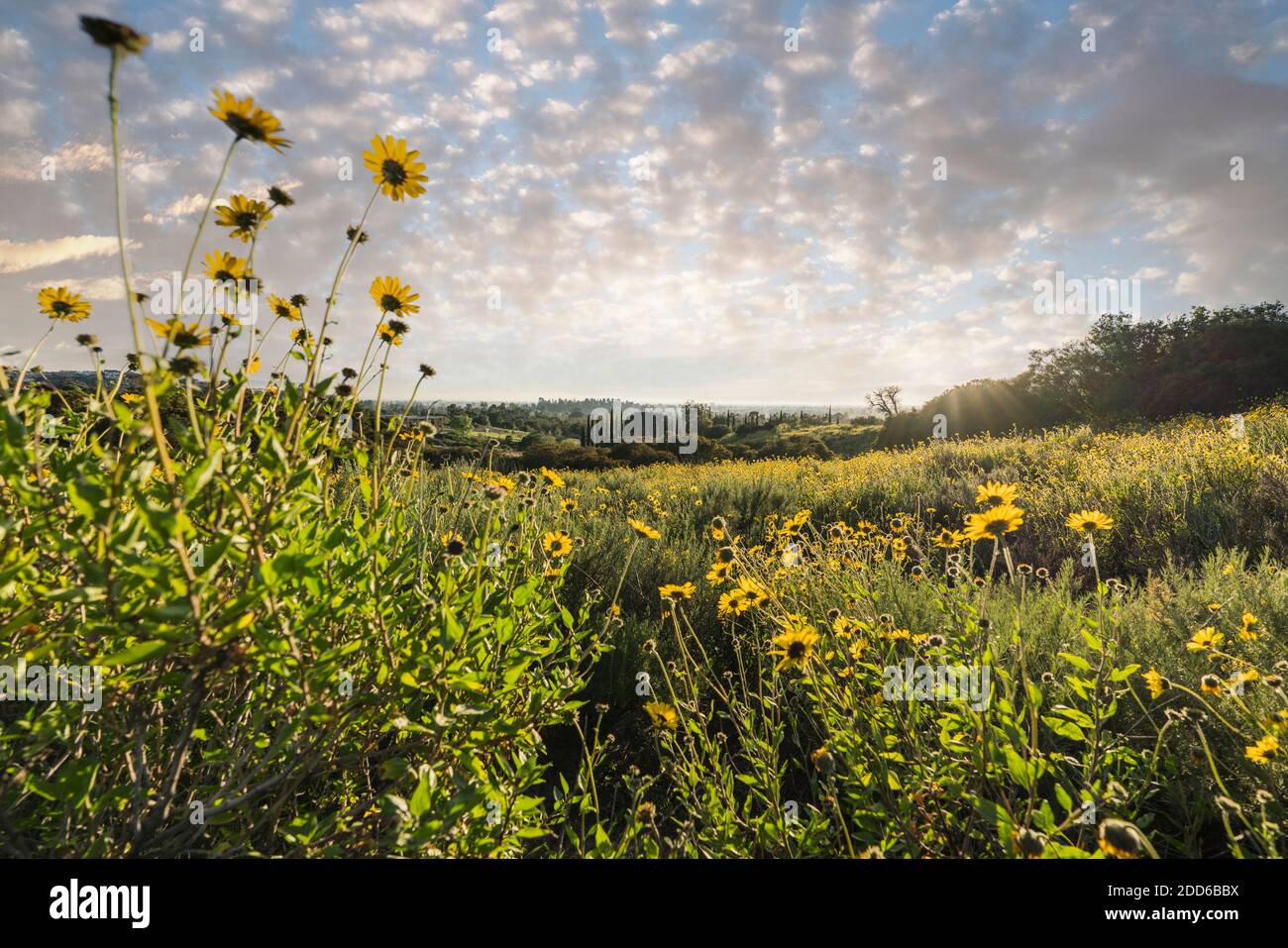 Prato primaverile con fiori selvatici al Santa Susana Pass state Historic Park a Los Angeles, California. Foto Stock