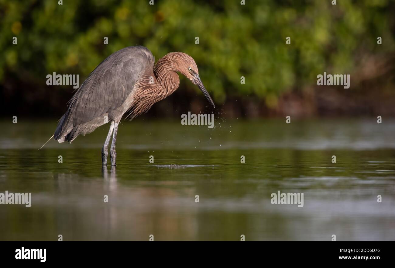 Un gret rossastro sulla spiaggia in Florida Foto Stock Un gret rossastro sulla spiaggia in Florida Foto Stock