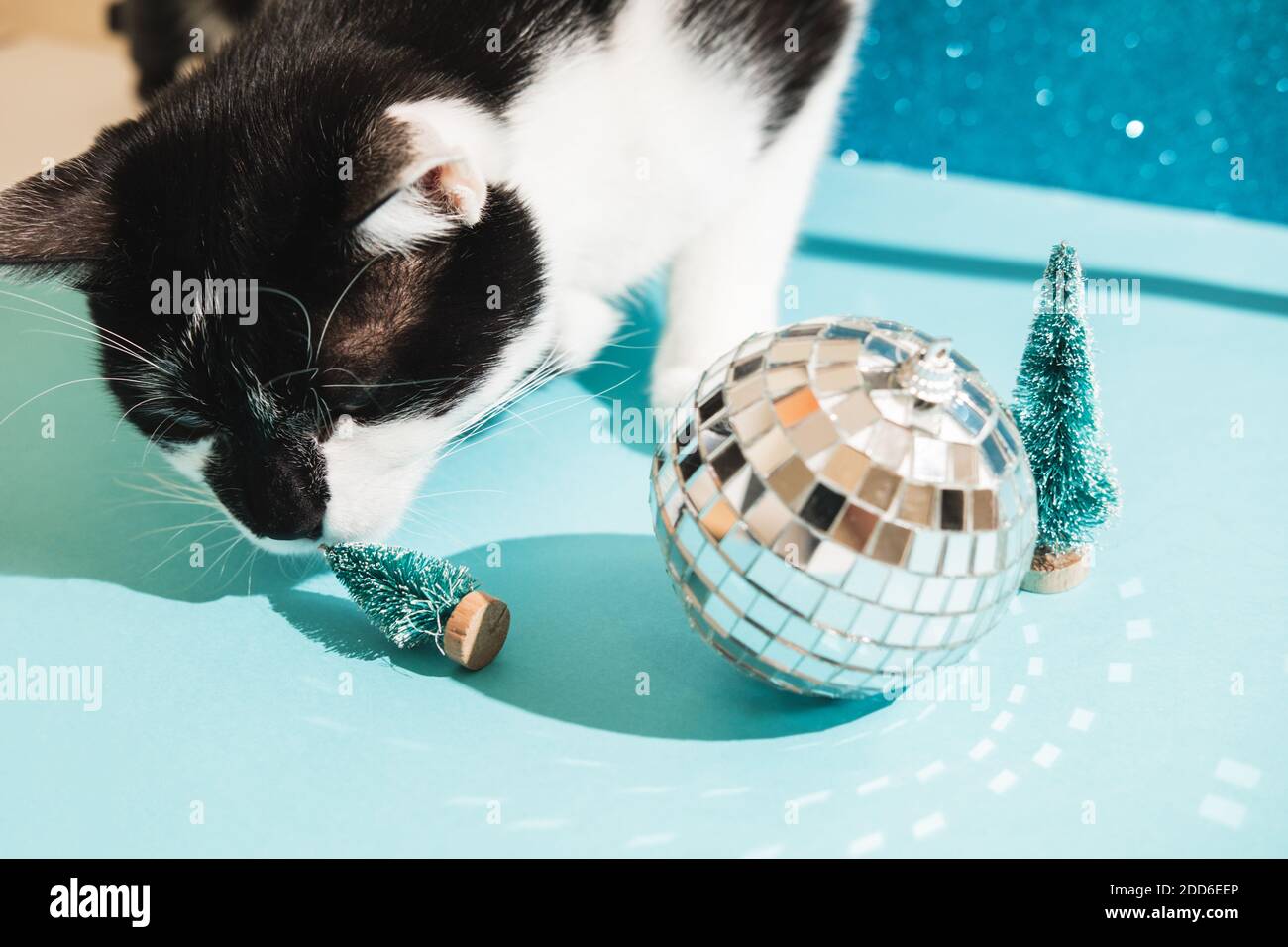 Divertente gatto smoking bianco e nero gioca con i giocattoli di Capodanno e Natale albero e palla disco su sfondo blu. Natale con animali domestici, precauzioni Foto Stock