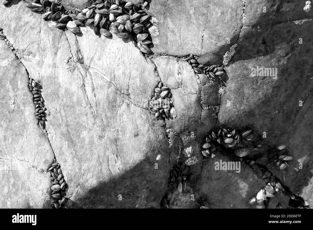 Un bacino, una piscina negli incavi di pietre di granito liscio. Colonie di vongole e crostacei. Sfondo naturale. Costa dell'Oceano Atlantico a Porto, Portuga Foto Stock