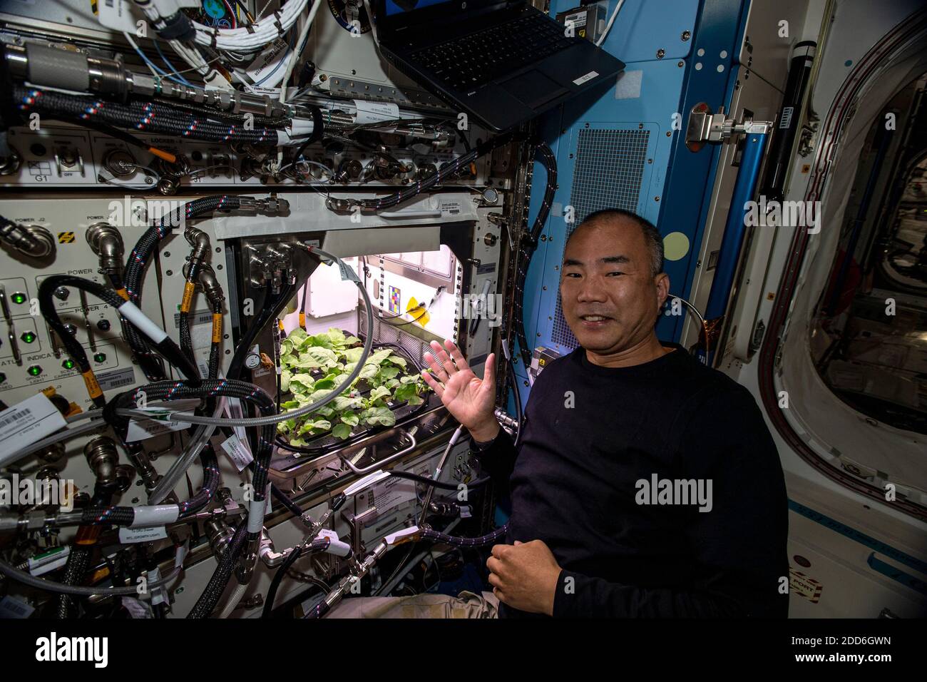 SpaceX Crew-1 Mission Specialist and Expedition 64 Flight Engineer Soichi Noguchi di JAXA (Japan Aerospace Exploration Agency), qui raffigurato il 20 novembre 2020, mostra una selezione di piante ravastre che crescono all'interno dell'Advanced Plant Habitat del modulo del laboratorio Columbus. Noguchi ha raccolto campioni di foglie per l'analisi durante la sua prima settimana a bordo della Stazione spaziale Internazionale. NASA/UPI Foto Stock