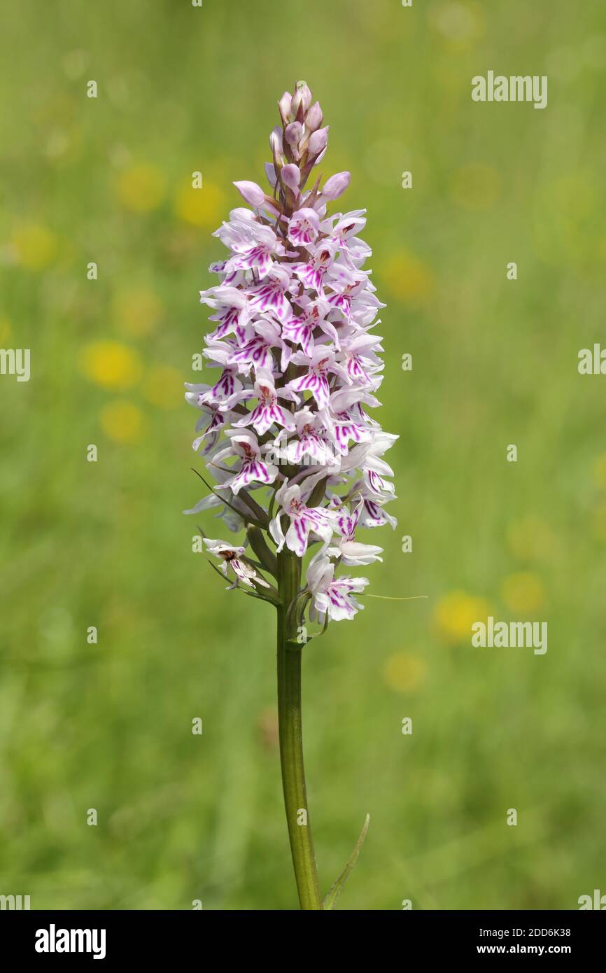 Orchidea spotted comune (Dactylorhiza fuchsii) a Strawberry Banks, Oakridge, Gloucestershire Foto Stock