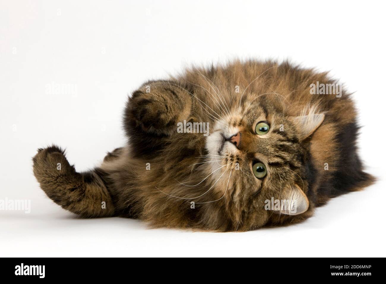 Angora gatto domestico, maschio che stabilisce contro uno sfondo bianco Foto Stock