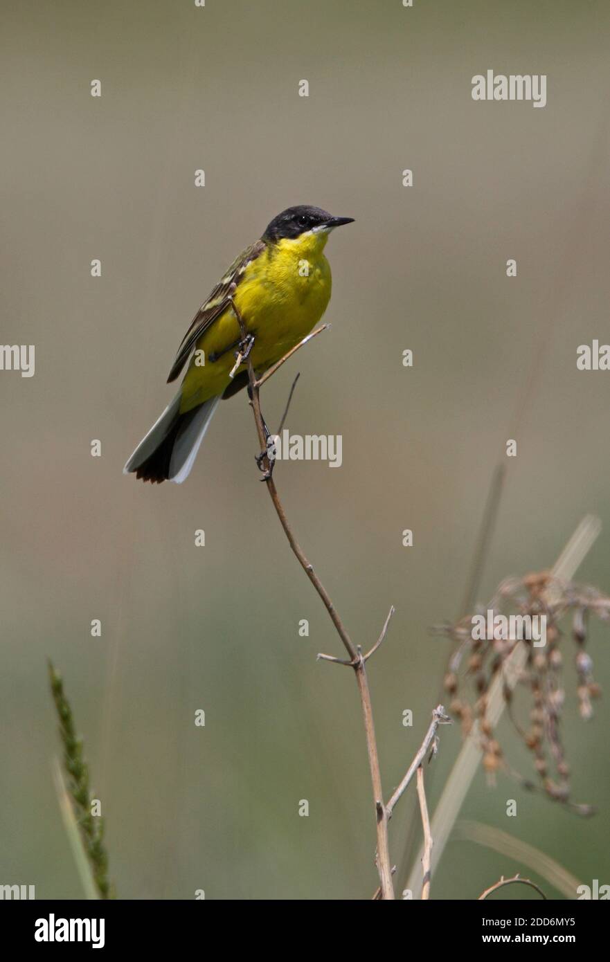 Waggail a testa nera (Motacilla fava feldegg) maschio adulto appollaiato su stelo morto (caratteristiche di essere classificato come Motacilla F. fava) L Foto Stock