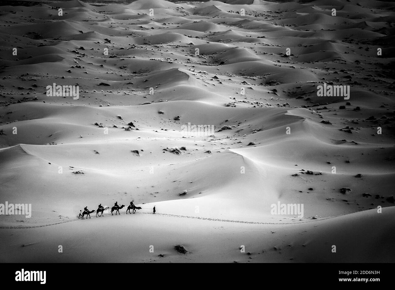 Camel caravan in Erg Chebbi Desert, Sahara Deserto vicino a Merzouga, Marocco, Africa Settentrionale, Africa Foto Stock