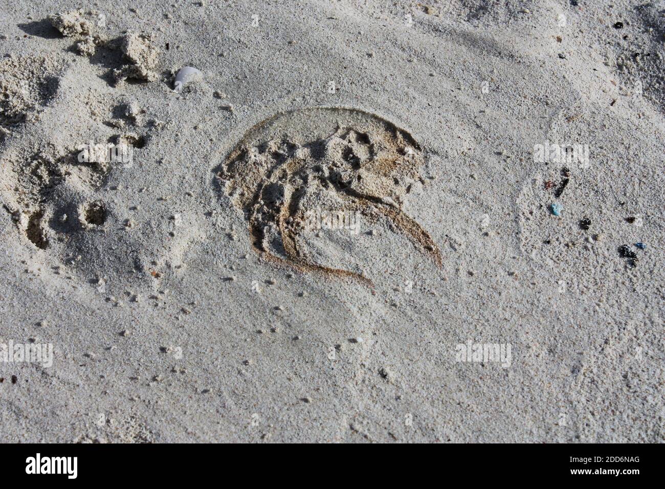 Meduse secche sulla spiaggia, Isole Baleari, Maiorca, Spagna, Mar Mediterraneo. Foto Stock