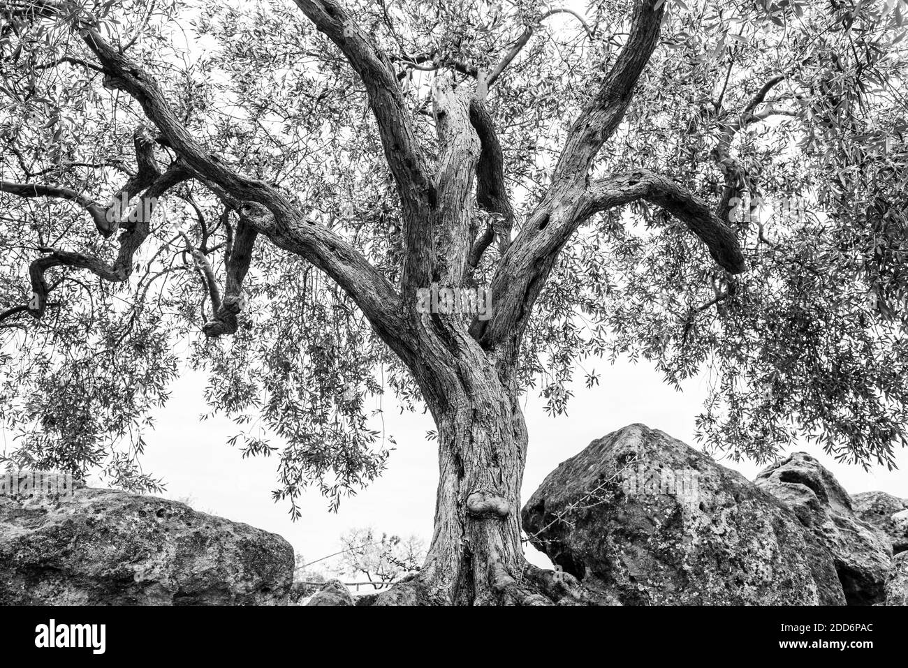 Foto in bianco e nero di un antico ulivo nella Valle dei Templi, Agrigento, Sicilia, Italia, Europa Foto Stock