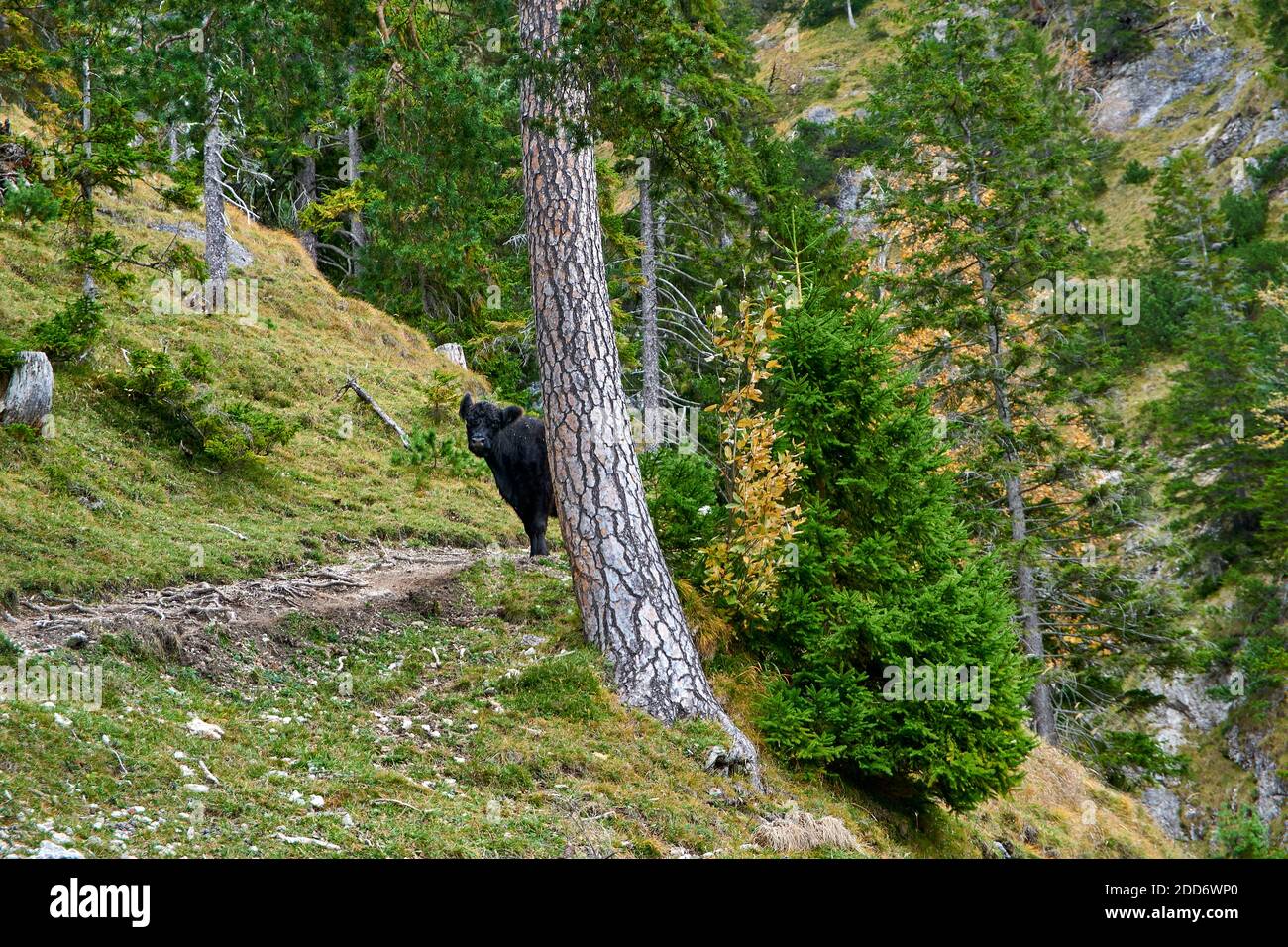 Mountain Cow dietro un albero Foto Stock