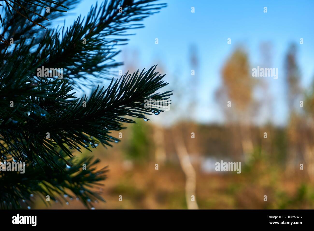 Passeggiata autunnale alla brughiera che mostra un albero con gocce di pioggia Foto Stock