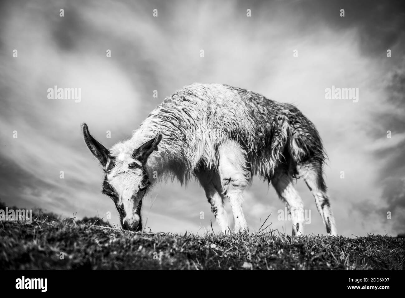 Llama a Machu Picchu, Regione di Cusco, Perù, Sud America Foto Stock