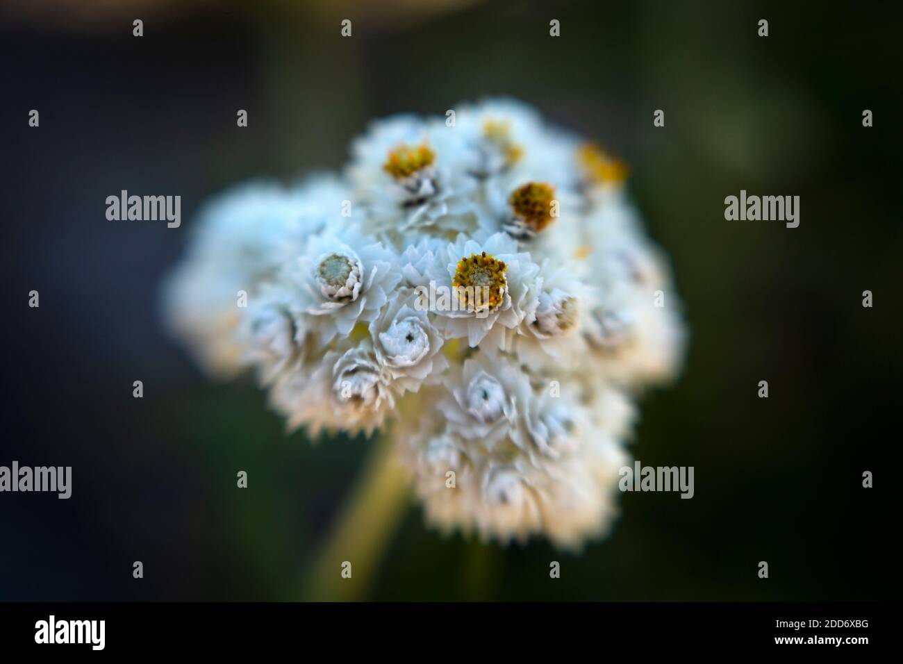 WA18484-00...WASHINGTON - Pearly Everlasting, (Anaphalis margaritacea), fiorente nella vetta sub-alpina della zona sciistica di Stevens Pass lungo il PCT. Foto Stock