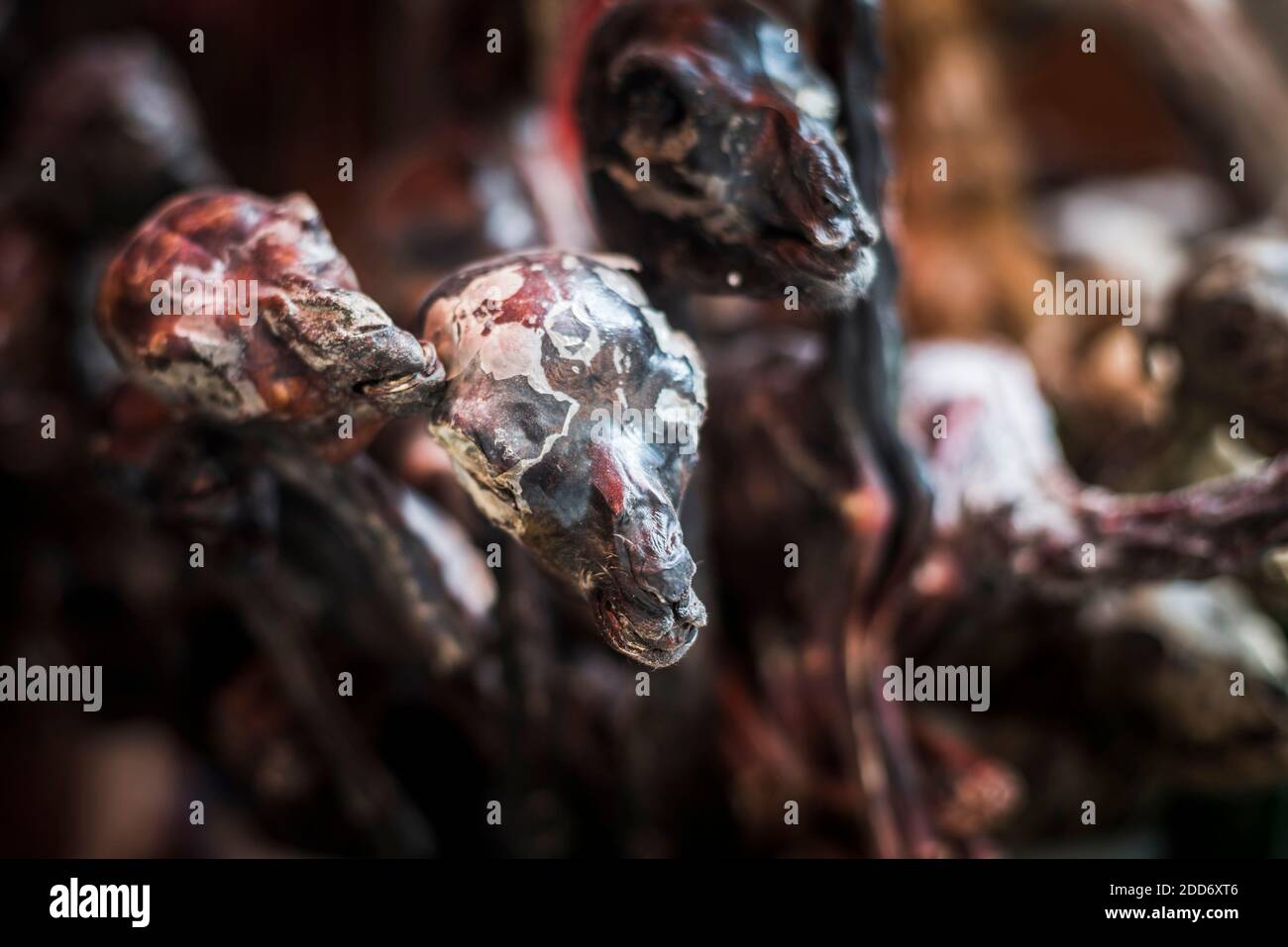 Lama secca Phoetus, mercato delle streghe (Mercado de Hechiceria o Mercado de las Brujas), la Paz, Dipartimento di la Paz, Bolivia, Sud America Foto Stock