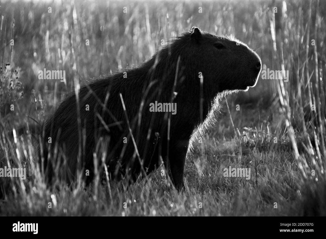 Silhouette di Capybara (Hydrochoerus hydrochaeris), le paludi di Ibera (Esteros del Ibera), una zona paludosa della provincia di Corrientes, Argentina, Sud America Foto Stock