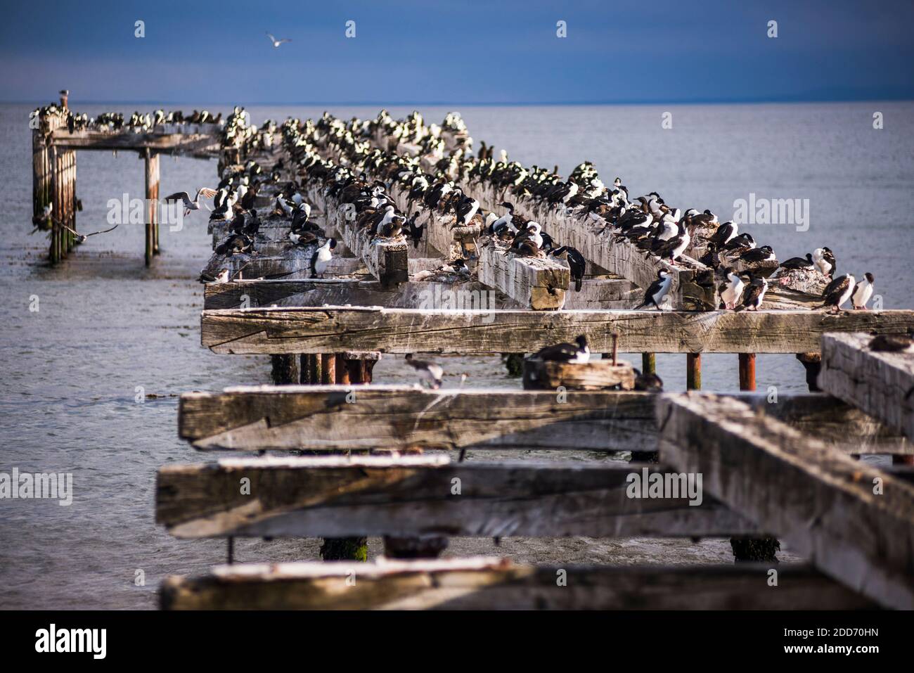 Colonia cormorana sul vecchio molo di Punta Arenas, Magallanes e Antartica Chilena Regione, Cilena Patagonia, Cile, Sud America Foto Stock