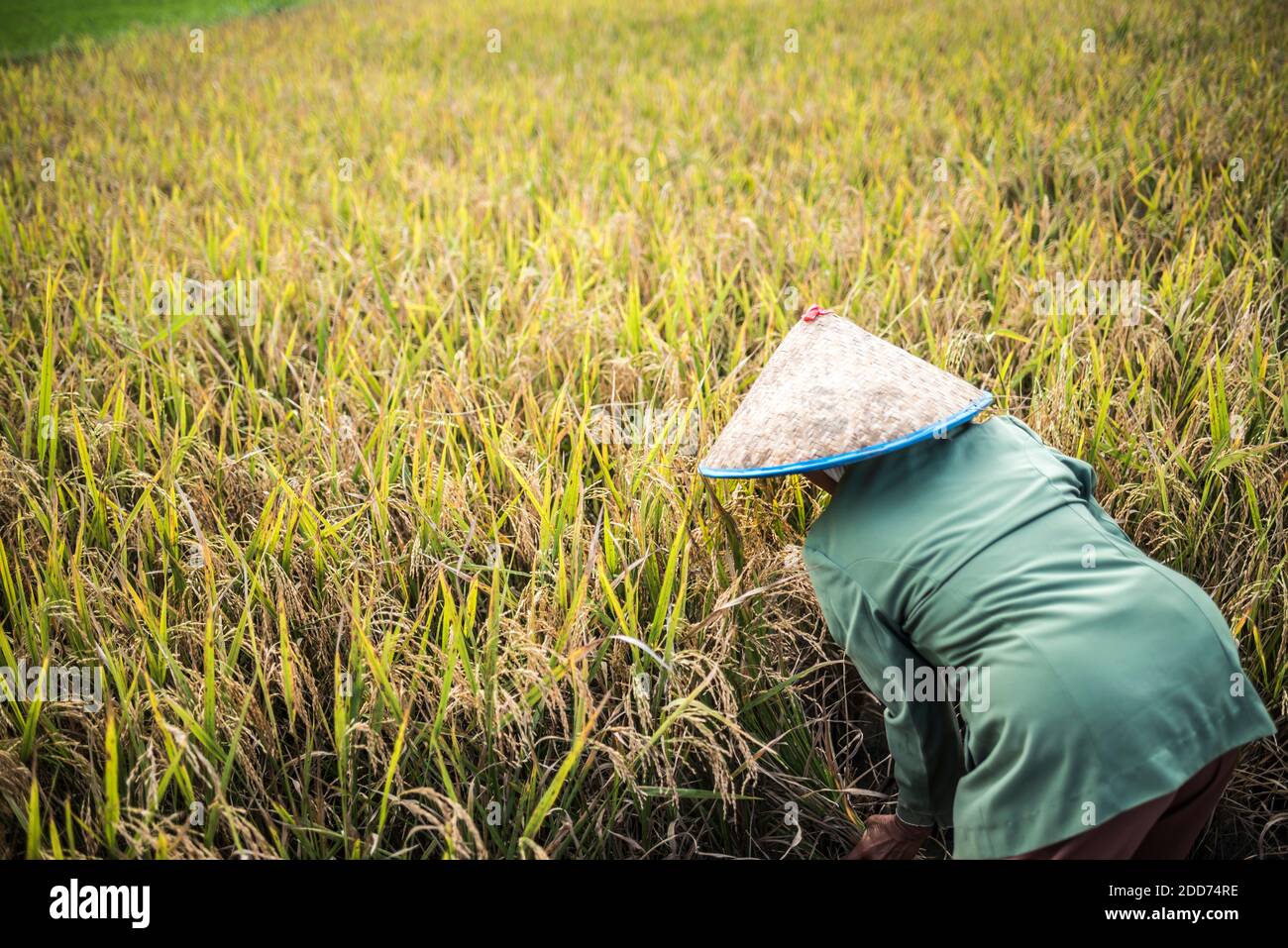 Agricoltori che lavorano in un risaia campo, Bukittinggi, Sumatra occidentale, Indonesia, Asia Foto Stock