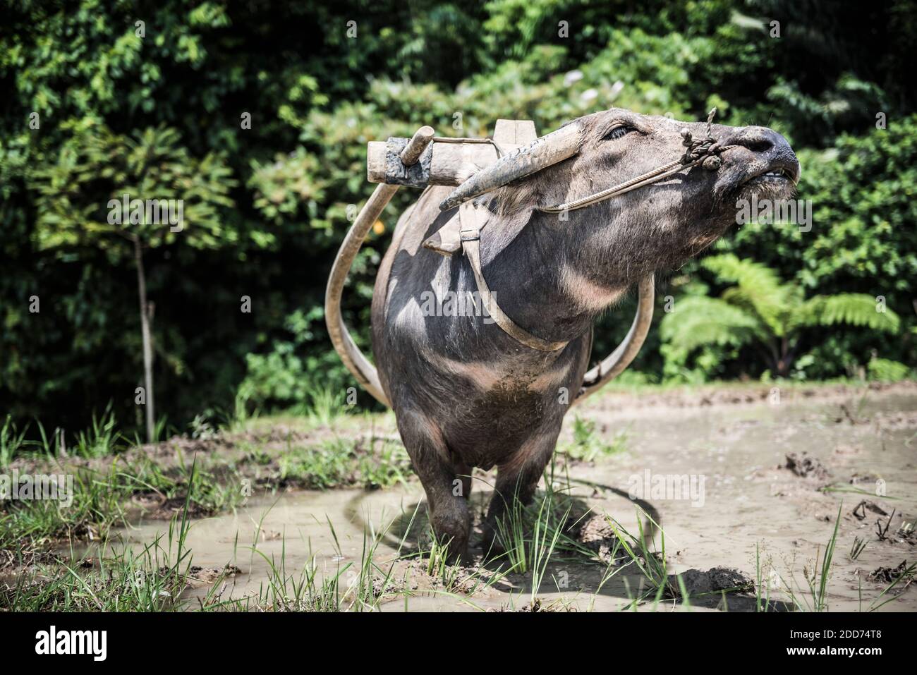 Arare risaie risaie con bufalo d'acqua vicino Bukittinggi, Sumatra occidentale, Indonesia, Asia Foto Stock