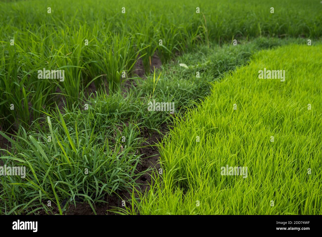 Risaie risaie, Bukittinggi, Sumatra occidentale, Indonesia, Asia, sfondo con spazio per la copia Foto Stock