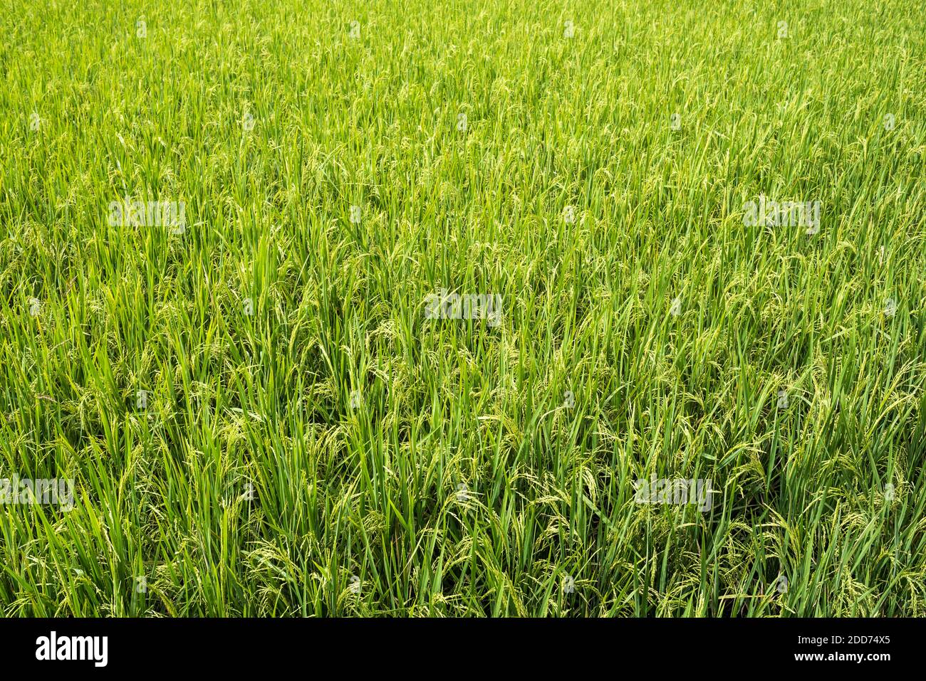 Risone risone campo, Bukittinggi, Sumatra occidentale, Indonesia, Asia, sfondo con copy space Foto Stock