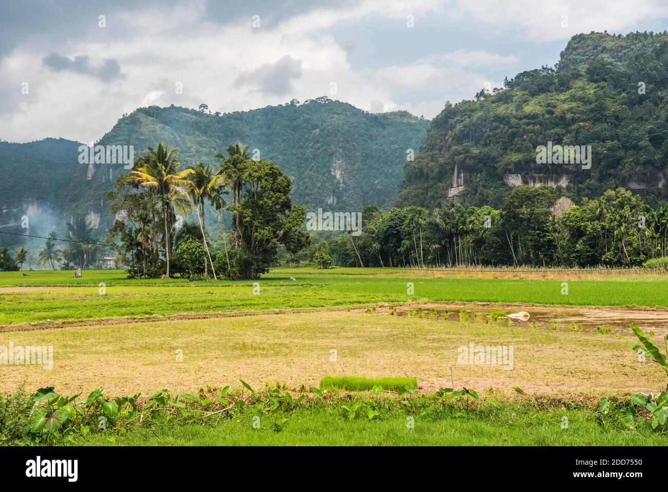 Risaie e scogliere nella valle di Harau, Bukittinggi, Sumatra occidentale, Indonesia, Asia Foto Stock