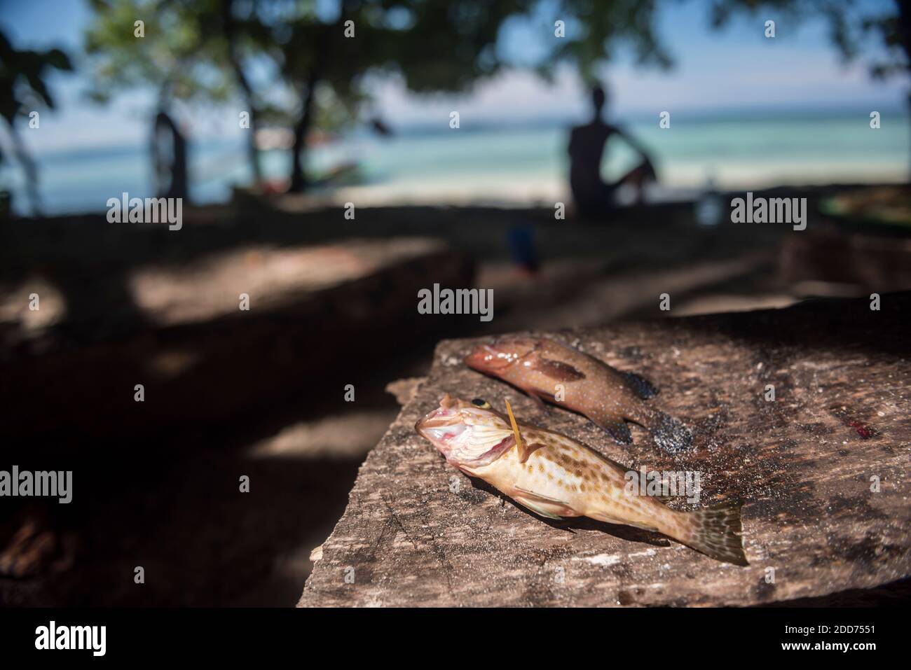 Snapper si è disteso nel, catturato durante la pesca dall'isola di Marak, un'isola tropicale deserta vicino a Padang in Sumatra occidentale, Indonesia, Asia Foto Stock