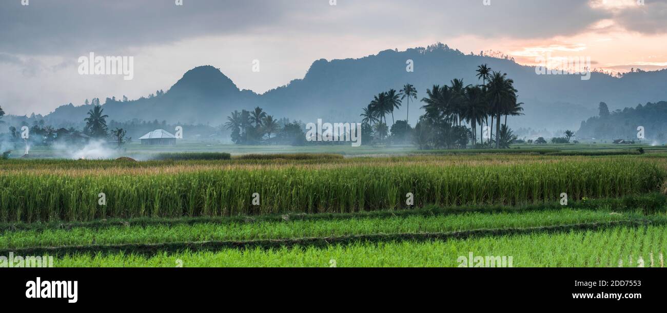 Risaie, Bukittinggi, Sumatra Occidentale, Indonesia, Asia Foto Stock