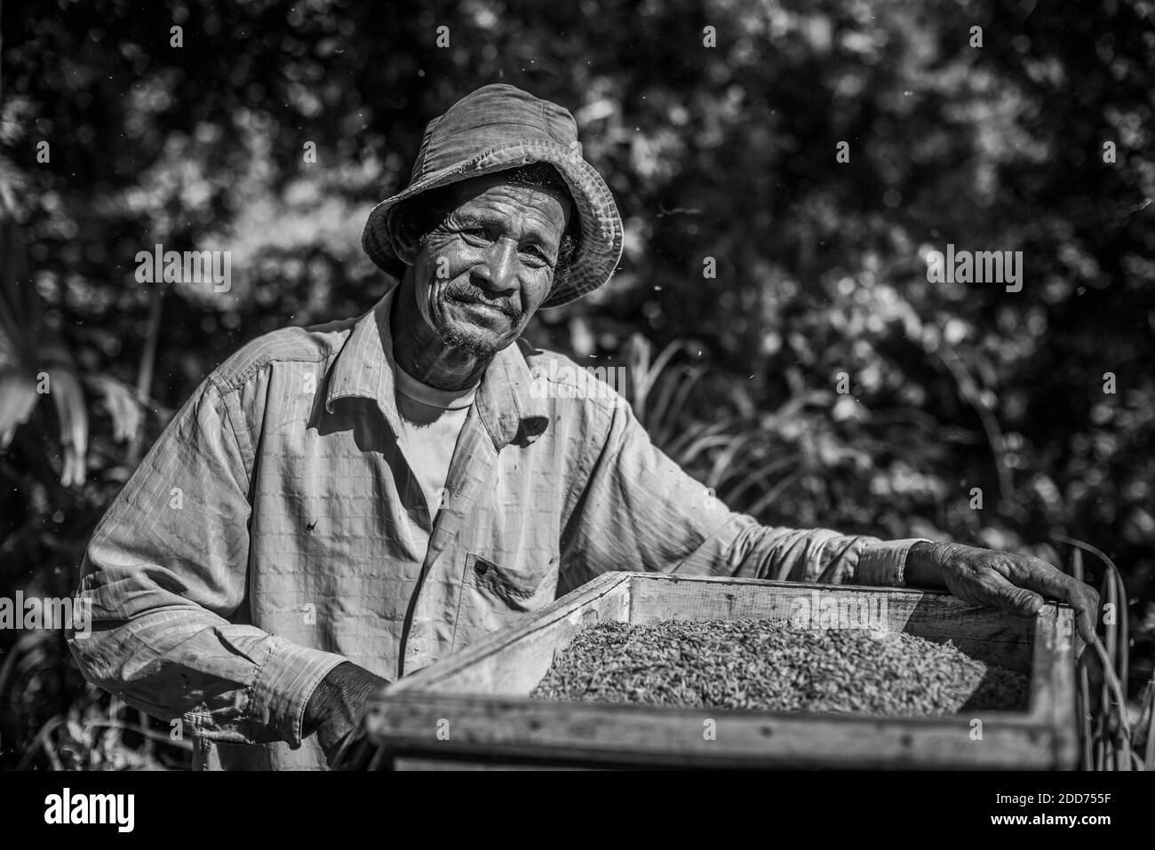 Ritratto di un uomo che raccoglie riso in risaie (risaie) a Sungai Pinang vicino a Padang a Sumatra Ovest, Indonesia, Asia Foto Stock
