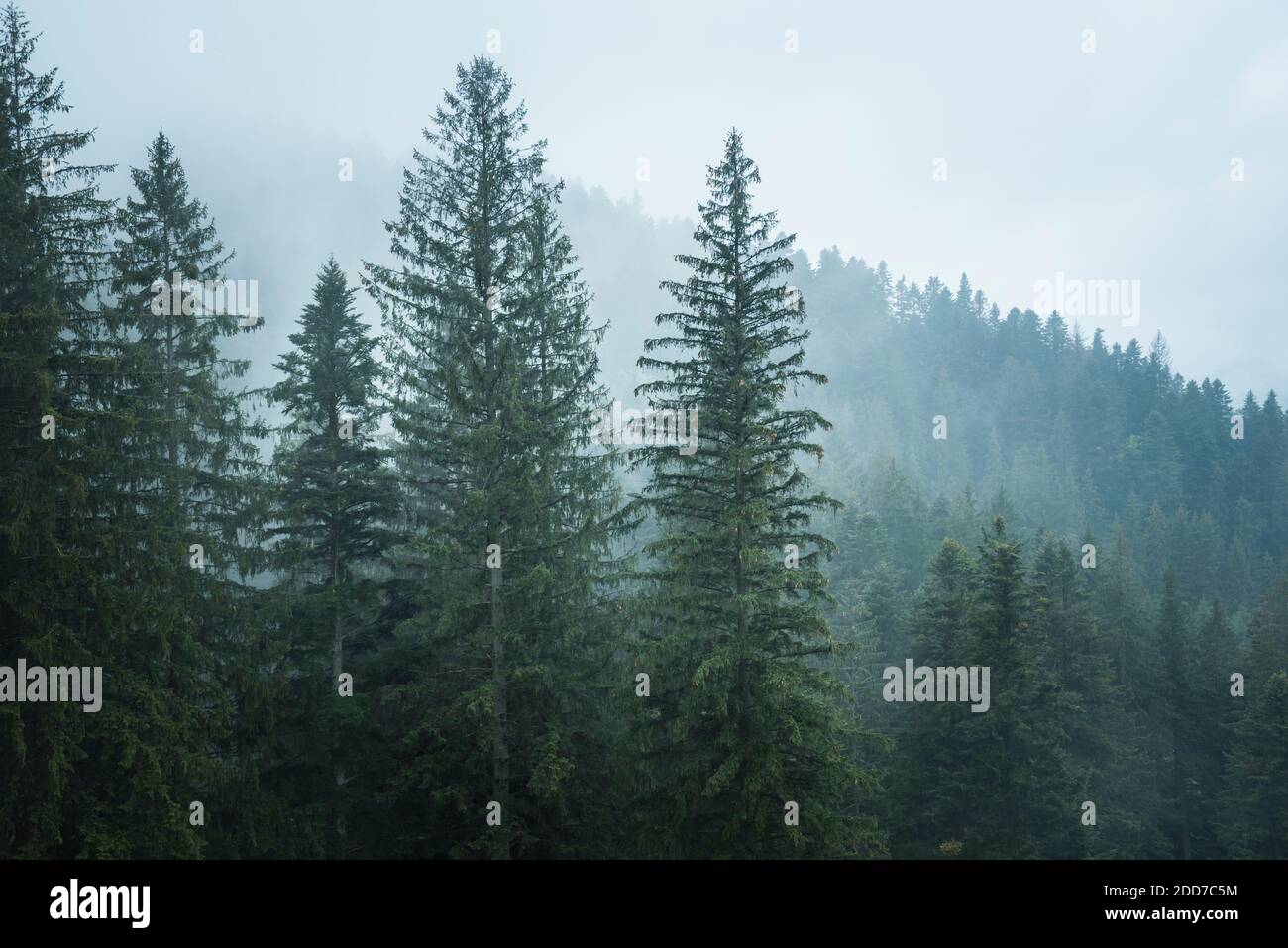 Misty paesaggio boschivo rumeno intorno al Monastero di Sucevita, Bukovina Regione, Romania Foto Stock