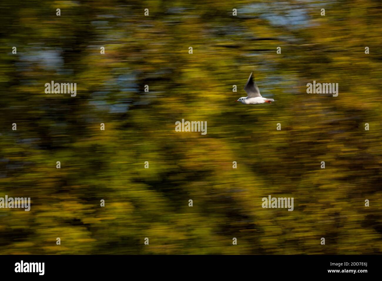 Autunno a Regents Park, uno dei parchi reali di Londra, Inghilterra Foto Stock