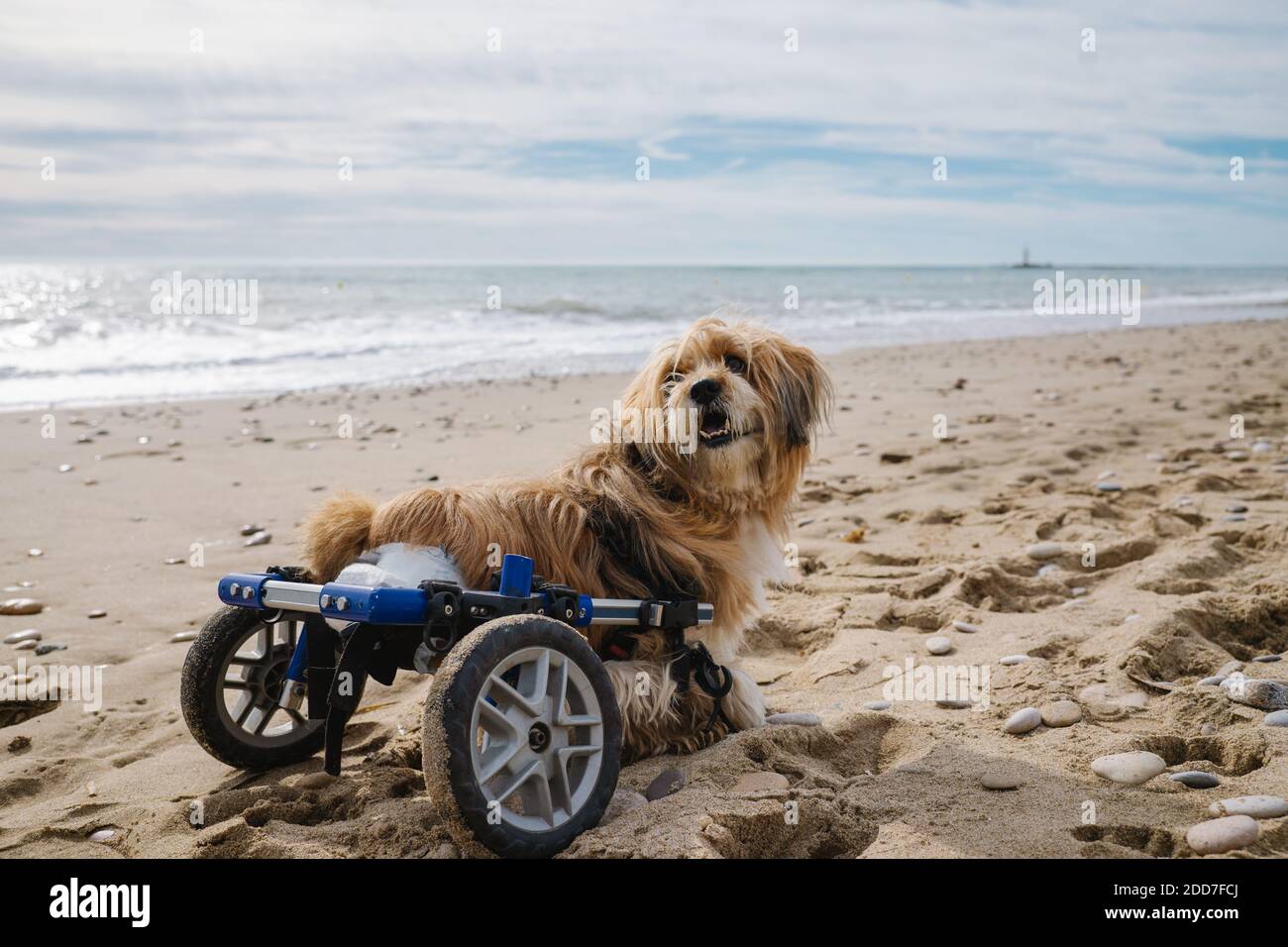 cane in sedia a rotelle sulla spiaggia Foto Stock