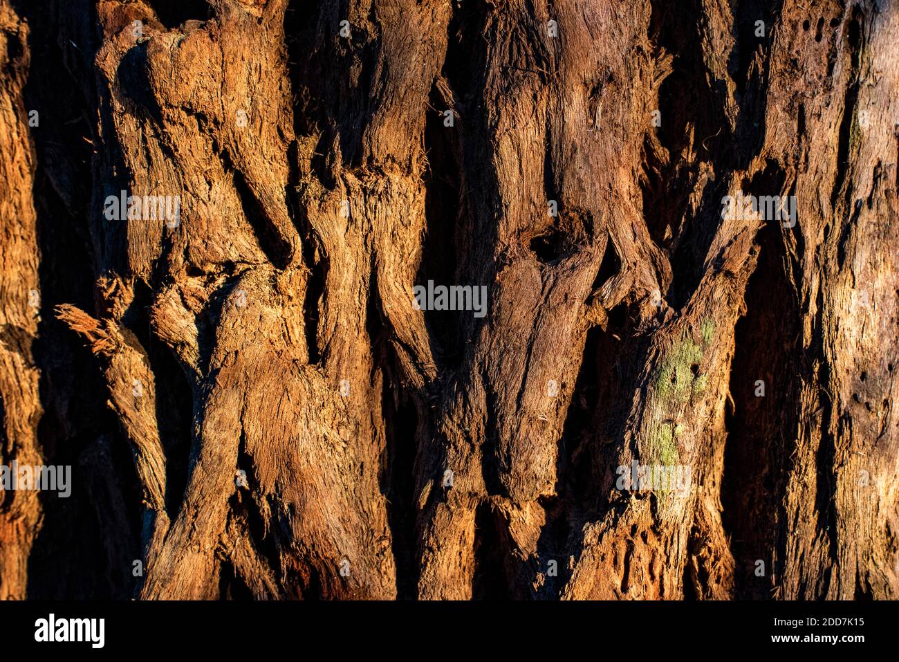 Abbaio dettaglio, Andasibe National Park, Madagascar Foto Stock