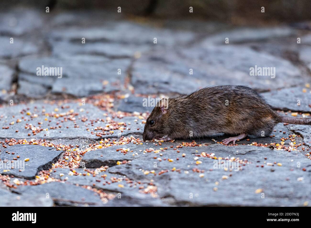 Un ratto che mangia semi nel Central Park Foto Stock