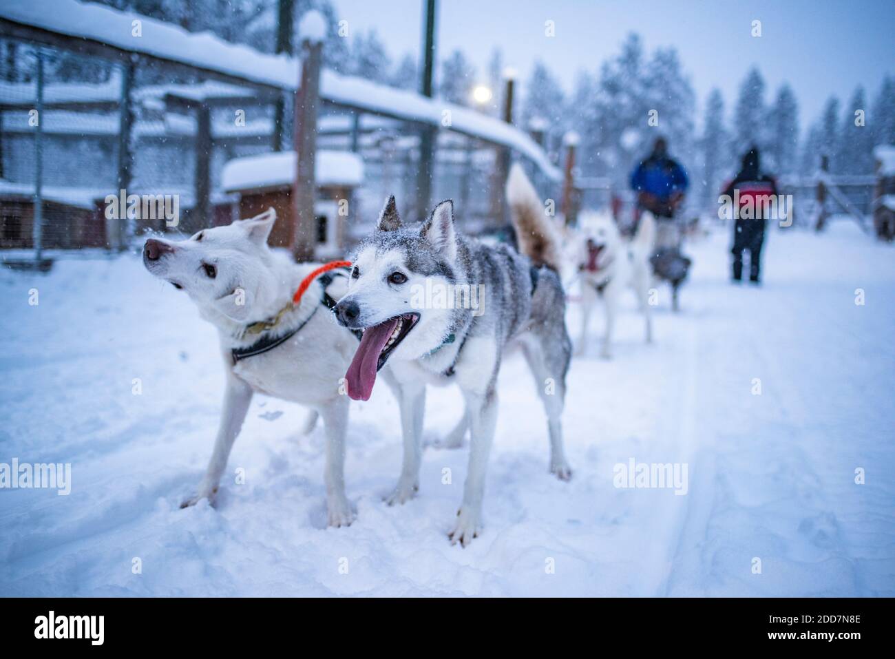 Husky slitta, Torassieppi, Lapponia, Finlandia Foto Stock