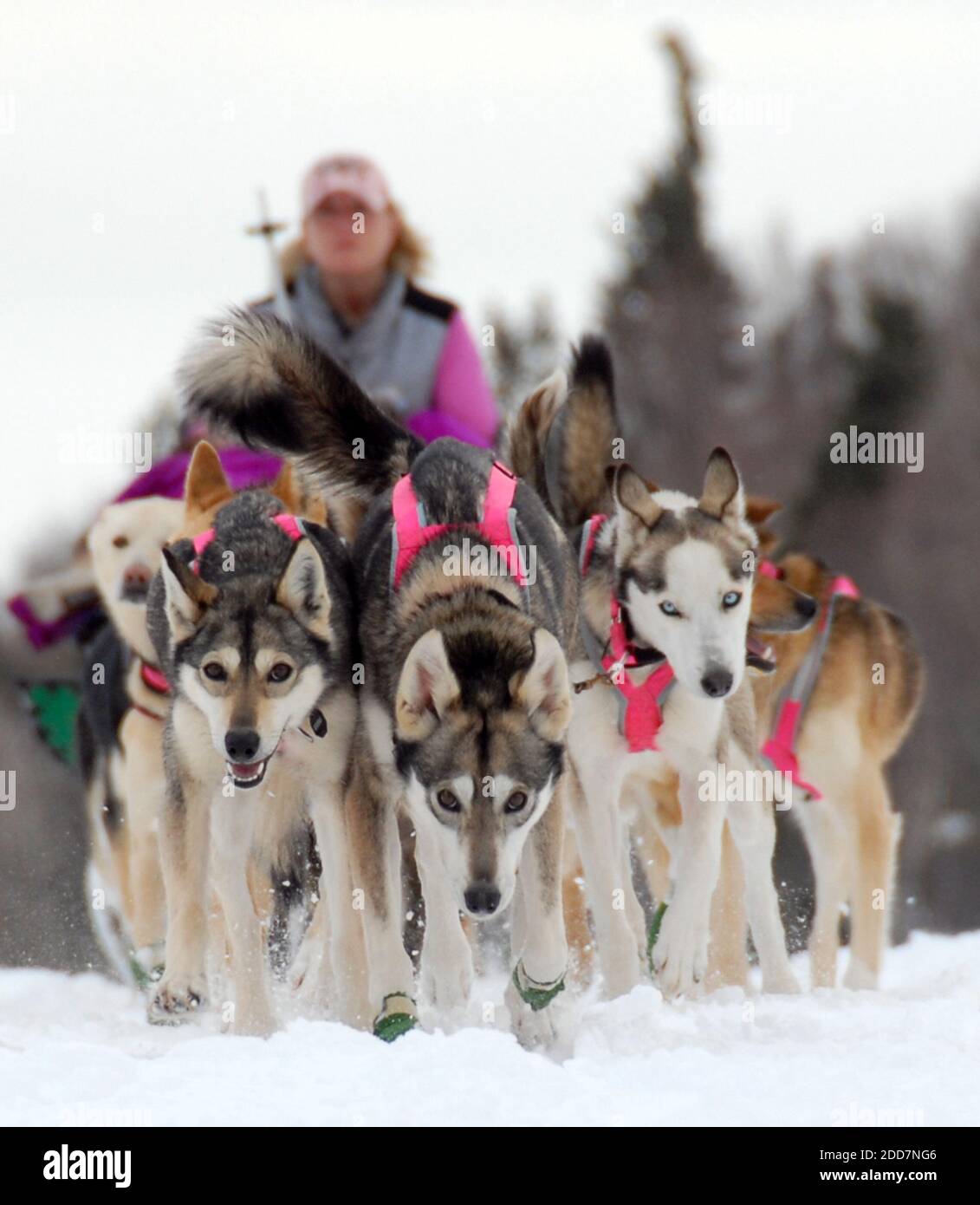 Il musher del cane da slitta di Iditarod DeeDee Jonrowe lascia il checkpoint di Galena in Alaska, USA, l'8 marzo 2008. Foto di Bob Hallinen/Anchorage Daily News/MCT/Cameleon/ABACAPRESS.COM Foto Stock